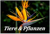 Photogalerie-Tiere & Pflanzen