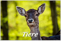 Photogalerie-Tiere